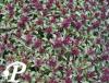 Thymus praecox Purple Beauty
