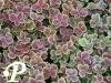 Trifolium repens Purpurascens