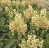 Verbascum Jackie In Yellow