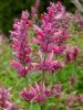 agastache red fortune
